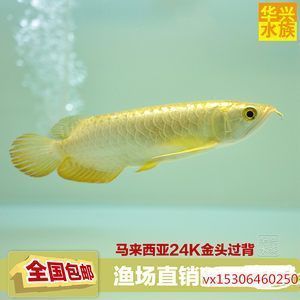 嘉興魚缸搬運公司哪家好一點的（嘉興二手魚缸交易市場）