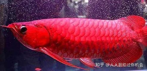 紅龍魚發(fā)色最佳溫度是多少：紅龍魚冬季養(yǎng)護(hù)注意事項(xiàng)紅龍魚發(fā)色最佳溫度詳細(xì)信息