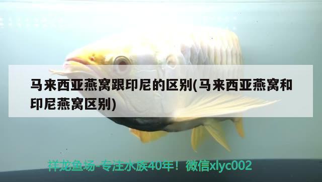 銀龍魚(yú)會(huì)不會(huì)吃曼龍 水族問(wèn)答 第2張