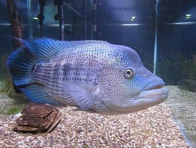 溫江水族館大型魚缸價格（溫江水族館大型魚缸價格多少）