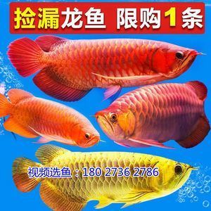 洛陽(yáng)市吉利區(qū)群云水族店 全國(guó)水族館企業(yè)名錄