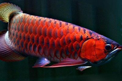 景德鎮(zhèn)瓷盆魚缸75價格（景德鎮(zhèn)陶瓷魚缸價格） 其他品牌魚缸