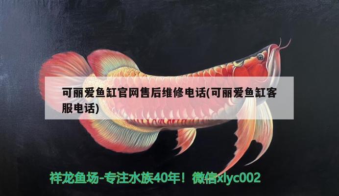 如何查龍魚(yú)芯片真?zhèn)舞b別圖（如何查龍魚(yú)芯片真?zhèn)舞b別圖片）