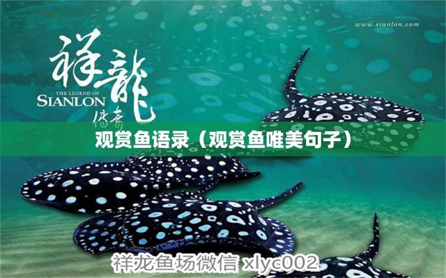 金龍魚怎么樣繁殖（金龍魚怎么樣繁殖的） 祥龍水族醫(yī)院