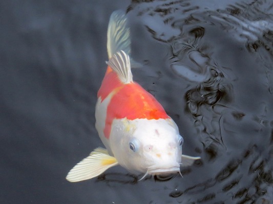 遼陽市宏偉區(qū)水云軒水族館（遼陽市宏偉區(qū)水云軒水族館電話）