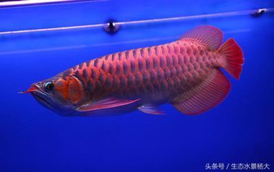 異型魚暴斃三劍客：異型魚是清道夫魚嗎