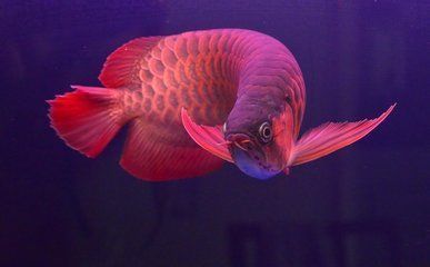 紅龍魚(yú)多長(zhǎng)時(shí)間能發(fā)色啊圖片大全（一般紅龍魚(yú)養(yǎng)多久開(kāi)始上色） 福魟魟魚(yú)