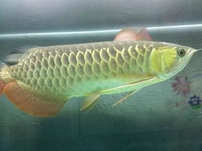 廣州哪里有金魚缸？ 觀賞魚