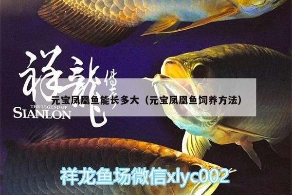 元寶鳳凰魚混養(yǎng)水質(zhì)調(diào)控：元寶鳳凰魚水質(zhì)調(diào)控方法