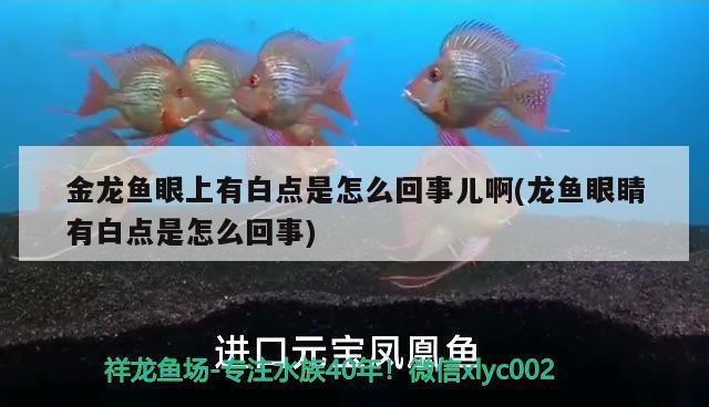 泰龐海鰱能和龍魚(yú)混養(yǎng)嗎（泰龐海鰱能和龍魚(yú)混養(yǎng)嗎視頻）