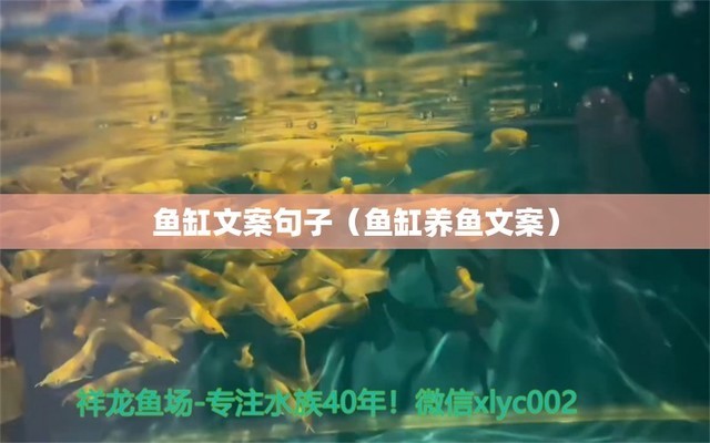 天津魚缸廠家直銷地址在哪（天津魚缸廠家直銷地址在哪里）