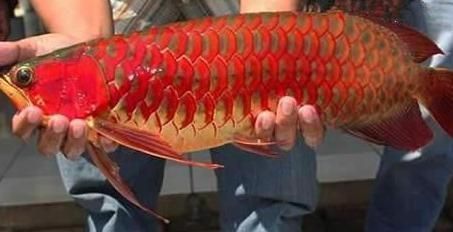 合阳县大自然水族（合阳县大自然水族馆电话）