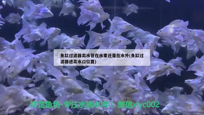 武漢魚缸訂做廠家電話（武漢魚缸訂做廠家電話號碼） 祥龍水族醫(yī)院