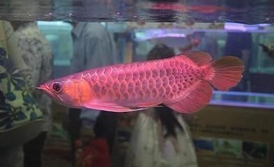 買了新魚缸舊的魚缸咋辦（新買回的魚缸怎么處理）