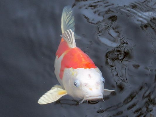 廣州水族館哪里比較好玩兒（廣州水族館哪里比較好玩兒的） 廣州水族批發(fā)市場