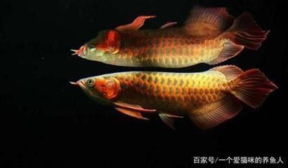 兩條金龍魚混養(yǎng)老是打架怎么辦（養(yǎng)的兩條金龍魚打架怎么辦） 龍魚疾病與治療