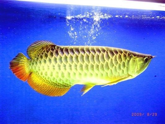 魚缸玻璃除藻最佳方法 水族問答