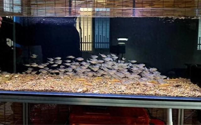 金魚得病魚缸怎樣消毒（金魚得病魚缸怎樣消毒殺菌）