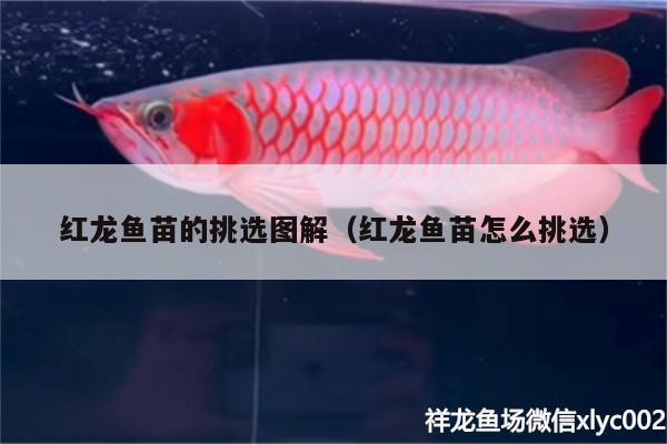 魚缸水變渾了（如何預(yù)防魚缸水變渾？） 魚缸百科