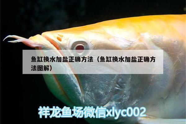 二手龍魚交易平臺有哪些（二手龍魚交易平臺有哪些軟件）