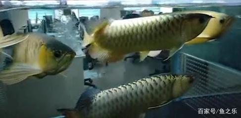 亞克力魚缸 玻璃魚缸安全嗎視頻：亞克力魚缸 玻璃魚缸安全嗎視頻教程