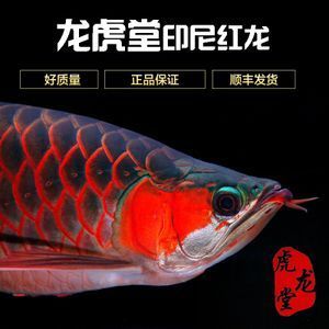 丑鱊（體色綠色的武工隊） 觀賞魚論壇