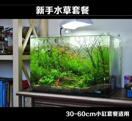 在哪里可以買到龍魚苗種子（在哪里可以買到龍魚苗種子呢）