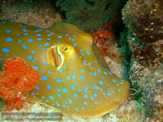 冬天金魚會長嗎，金魚缸綠水怎么變清 觀賞魚