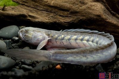 常德觀賞魚批發(fā)市場在哪個位置（常德市賣觀賞魚的地方）