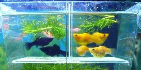 魚缸水泵吱吱響怎么辦（魚缸水泵吱吱響怎么辦視頻） 魚缸水泵