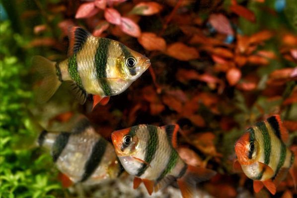 深圳最大水族批發(fā)市場（深圳最大水族批發(fā)市場在哪里）