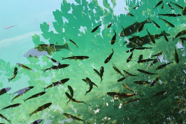 滨州森森水族鱼缸专卖店电话（滨州森森水族鱼缸专卖店电话号码）