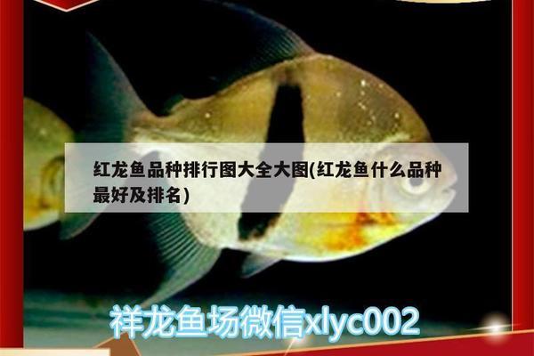 遼陽水族批發(fā)市場地址電話（遼陽市水產(chǎn)批發(fā)市場）