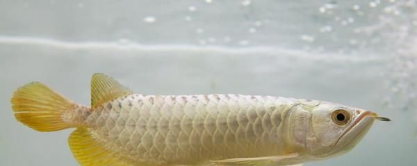 鄂州水族館 觀賞魚(yú)企業(yè)目錄