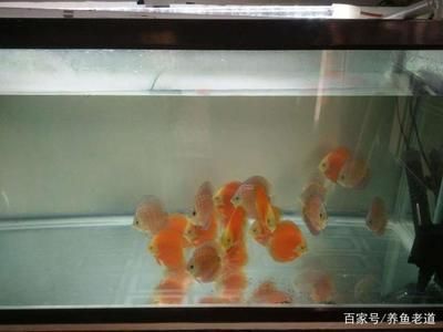 自制簡單魚缸增氧： 自制簡單魚缸增氧機