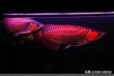 龍魚趴缸是什么原因（龍魚趴缸是什么原因祥龍漁場）