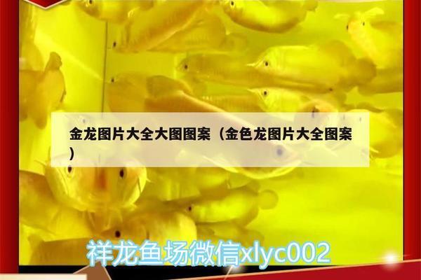 魚缸放二氧化碳片能打氧嗎有毒嗎（魚缸放二氧化碳片能打氧嗎有毒嗎視頻）