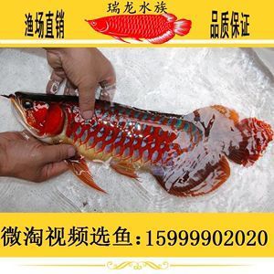 加里曼丹雷龍魚(丁加奴雷龍魚)