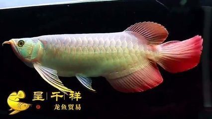 南陽觀賞魚市場偉大的母親愛