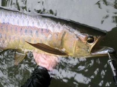 十大龍魚(yú)魚(yú)缸品牌有哪些：尚藝龍魚(yú)魚(yú)缸品牌：尚藝龍魚(yú)魚(yú)缸品牌龍魚(yú)魚(yú)缸品牌 魚(yú)缸百科 第5張