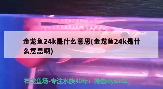 廣州芳村花鳥魚蟲市場營業(yè)時間電話是多少廣州芳村花鳥魚蟲市場營業(yè)時間電話是多少