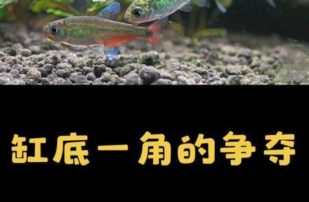 可麗愛(ài)魚(yú)缸過(guò)濾（可麗愛(ài)魚(yú)缸過(guò)濾器安裝圖） 大湖紅龍魚(yú)