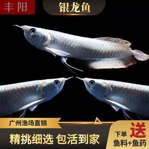 師宗縣丹鳳源源水族館 觀賞魚企業(yè)目錄