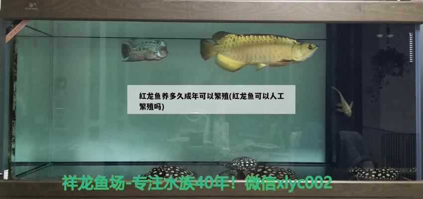 魚缸簡筆畫圖片欣賞 一眉道人魚苗