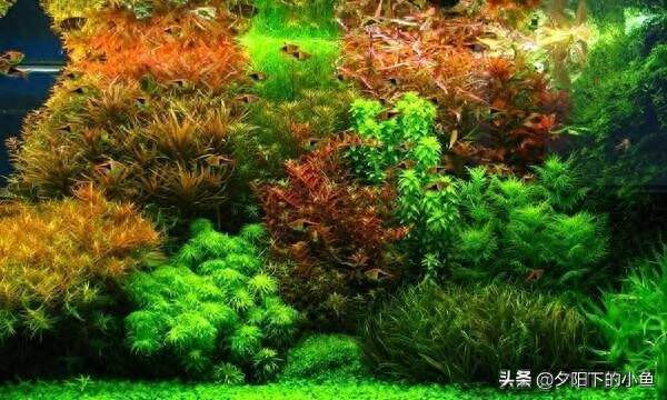 呼倫貝爾魚缸制作公司有哪些品牌的（呼倫貝爾魚缸制作公司有哪些品牌的產(chǎn)品）