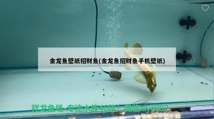 魚缸魚多了怎么處理好（魚缸魚多了怎么處理好呢）