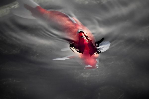 日照魚缸哪里便宜點（日照魚缸哪里便宜點的） 白寫錦鯉魚