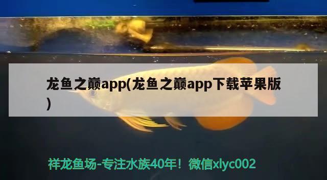 龙鱼之巅app改名：龙鱼之巅app改名“龙巅鱼邻”，龙巅鱼邻用户评价汇总