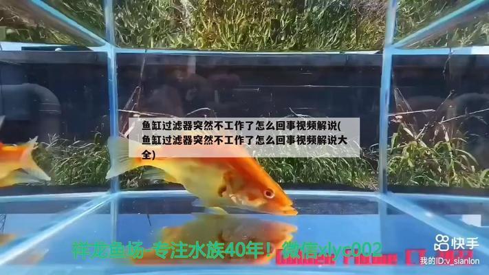 高背金龍魚發(fā)色過(guò)程圖片（高背金龍魚發(fā)色過(guò)程圖片大全）