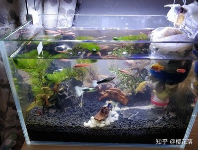 魚缸黑色的魚有哪些圖片（魚缸黑色的魚有哪些圖片大全）